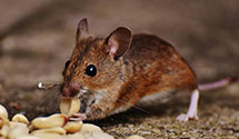 24 Hour & Emergency Exterminators in Fort Detrick, MD